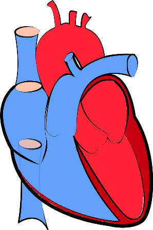 human-heart-blood-flow