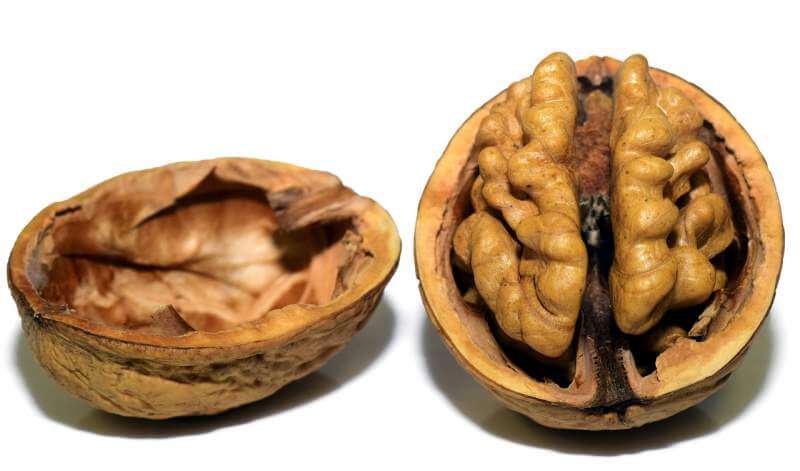 walnut-nut-shell-open